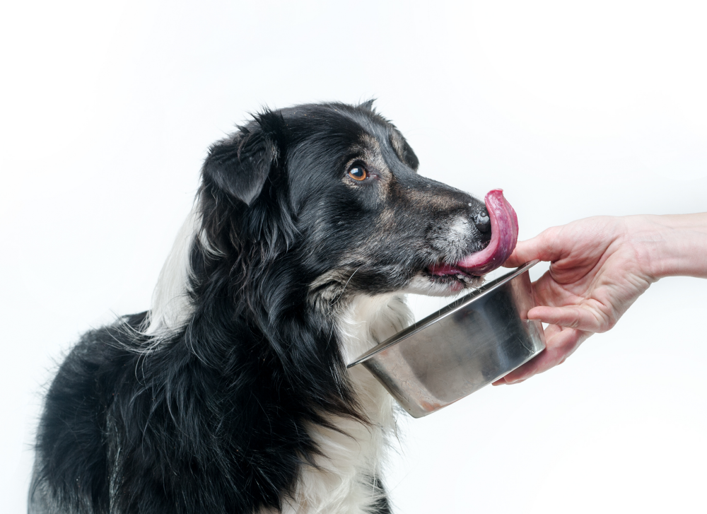 Is Your Dog's Diet Causing DCM? Unpacking Heart Health Risks